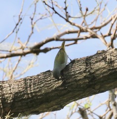 Euphonia jamaica