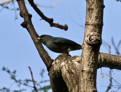 Euphonia jamaica