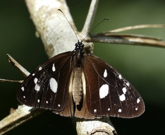 Amauris albimaculata