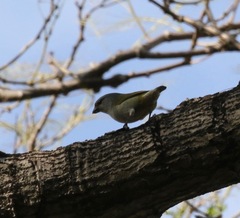 Euphonia jamaica