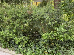 Osmanthus × burkwoodii