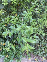 Osmanthus × burkwoodii