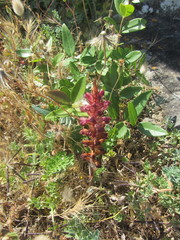 Orobanche sanguinea
