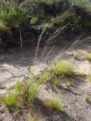 Eragrostis plana