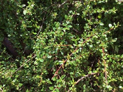 Cotoneaster × suecicus