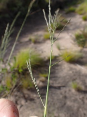 Eragrostis plana