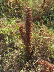 Orobanche sanguinea
