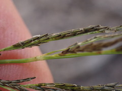 Eragrostis plana