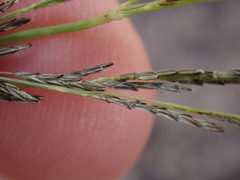 Eragrostis plana