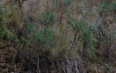 Euryops pinnatipartitus