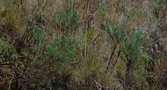 Euryops pinnatipartitus