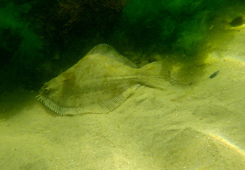 Greenback flounder (Rhombosolea tapirina) — Pleuronectidae — 5