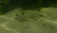 Rhombosolea tapirina