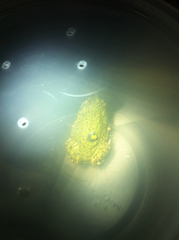 Anaxyrus debilis