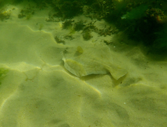 Rhombosolea tapirina