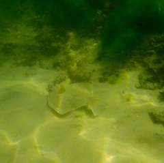 Rhombosolea tapirina