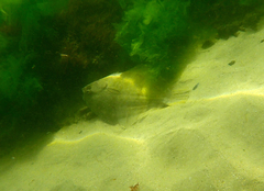 Rhombosolea tapirina