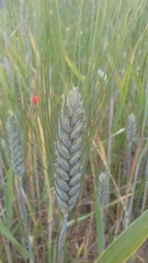 Triticum durum