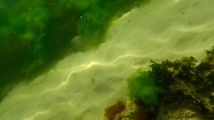 Rhombosolea tapirina