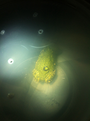 Anaxyrus debilis