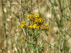 Hypericum triquetrifolium