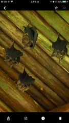 Hipposideros armiger terasensis