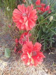 Papaver × pseudo-orientale