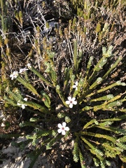 Adenandra obtusata