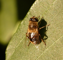 Eristalis tenax
