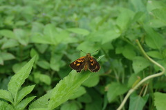 Ampittia virgata