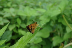 Ampittia virgata