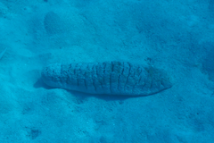 Holothuria fuscopunctata