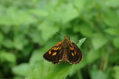 Ampittia virgata