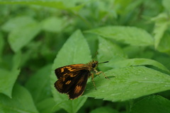 Ampittia virgata