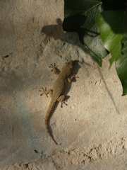 Tarentola mauritanica