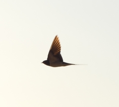 Hirundo rustica