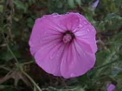 Malva trimestris