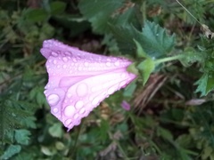 Malva trimestris