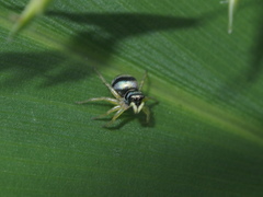 Phintella accentifera