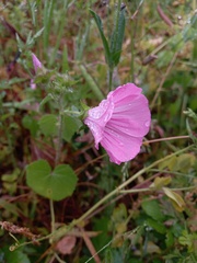 Malva trimestris