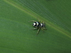 Phintella accentifera