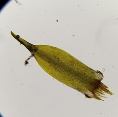 Campylopus flexuosus