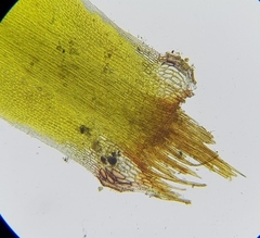 Campylopus flexuosus