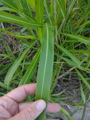 Sorghum halepense