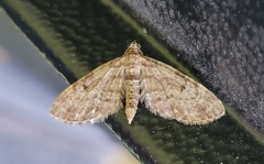 Eupithecia indigata
