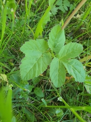 Aegopodium podagraria