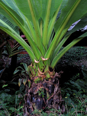 Ensete