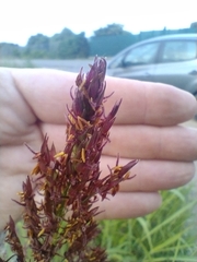 Sorghum halepense