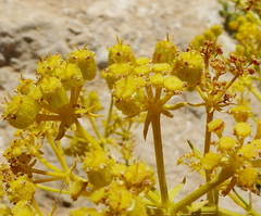 Cachrys sicula