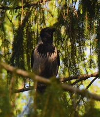 Corvus cornix